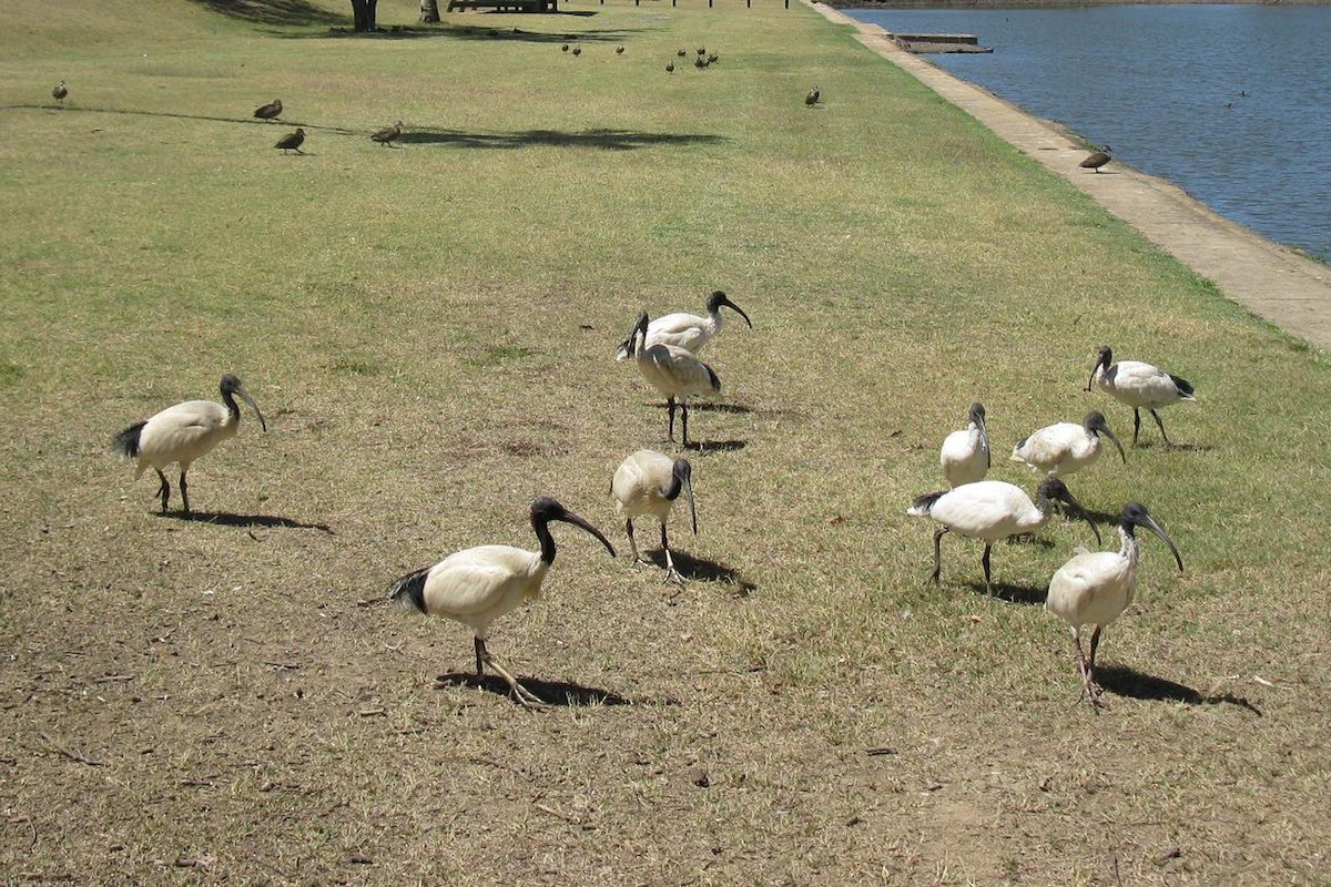 ibis australský - ML349775551