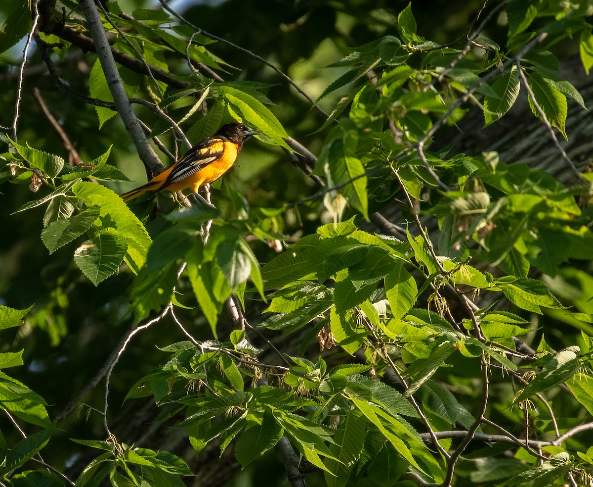 Baltimore Oriole - ML349776531