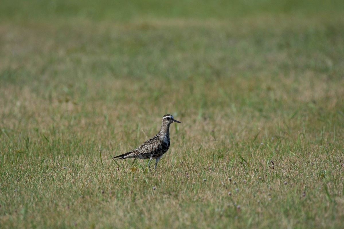 American Golden-Plover - ML34977771