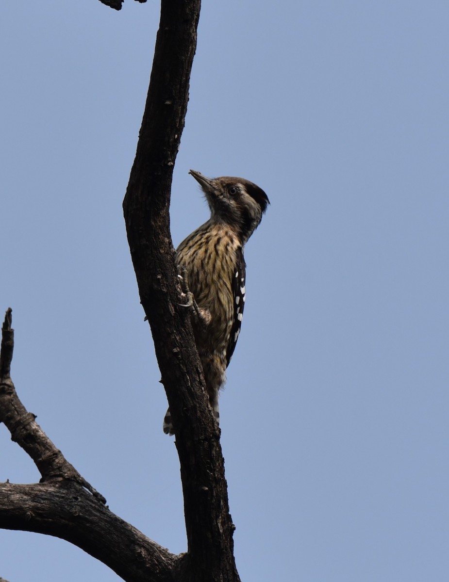 Gray-capped Pygmy Woodpecker - Ansar Ahmad Bhat