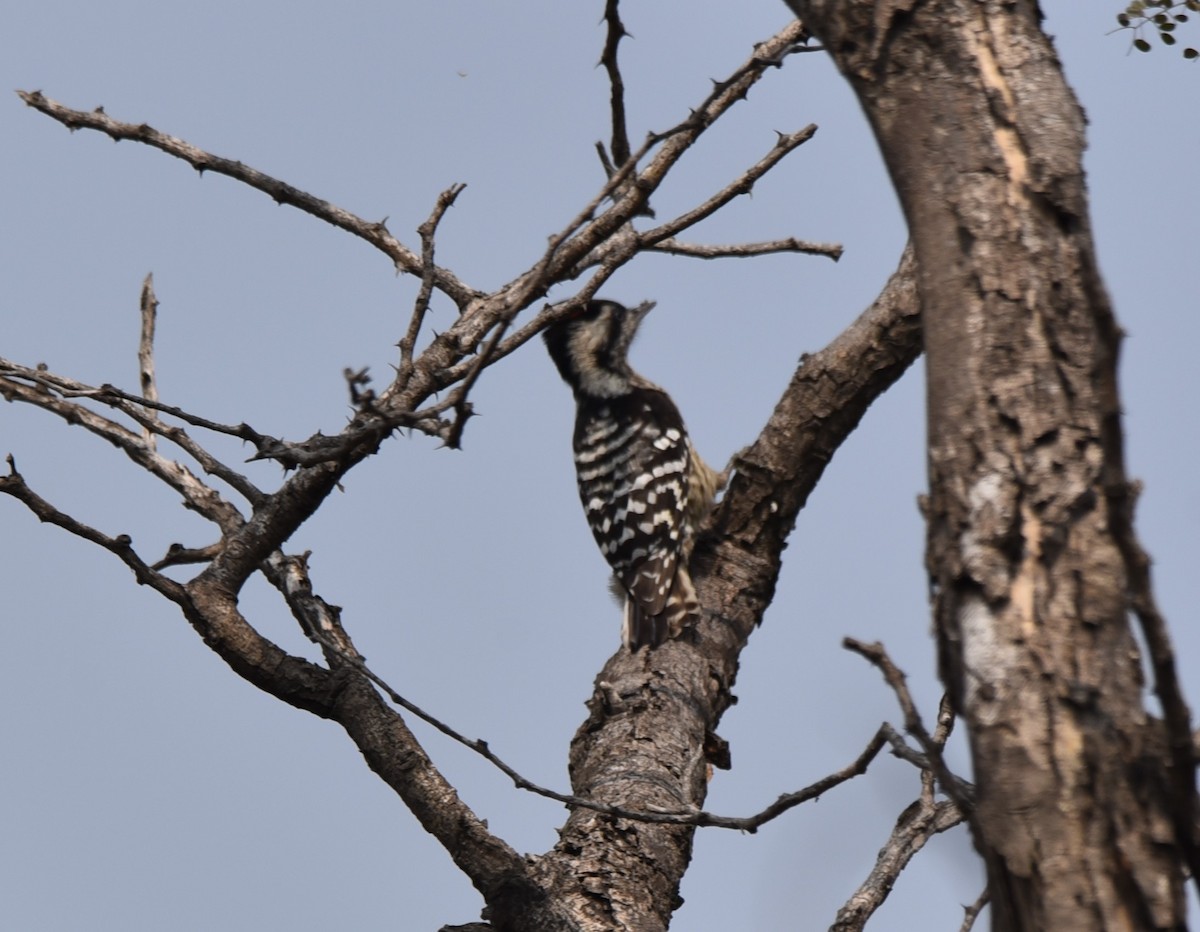 Gray-capped Pygmy Woodpecker - Ansar Ahmad Bhat