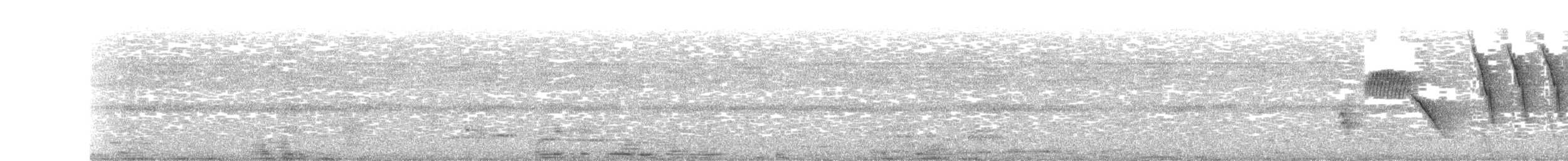 Тауї плямистий x окаї - ML349781181