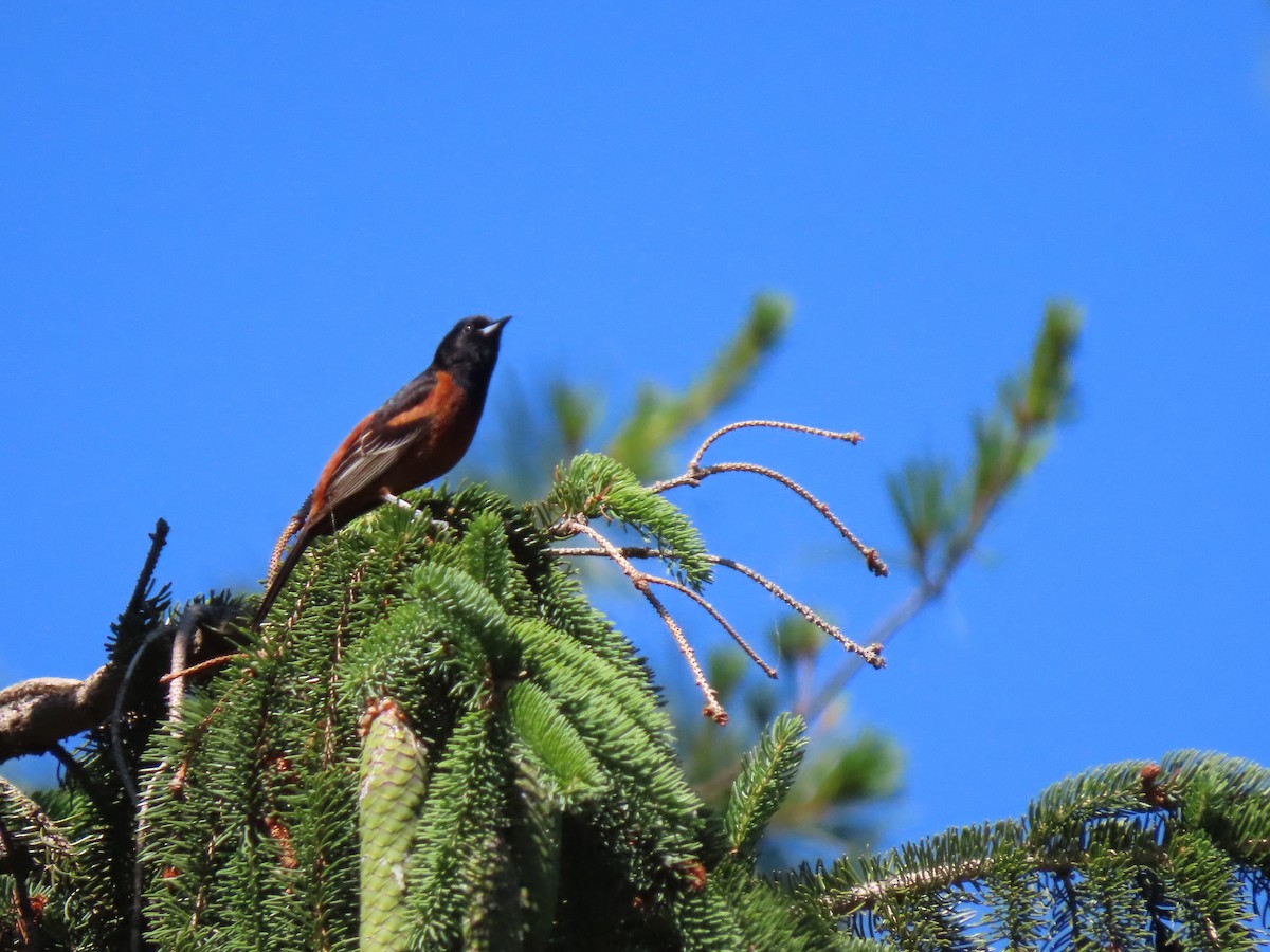 Orchard Oriole - Thomas Riley