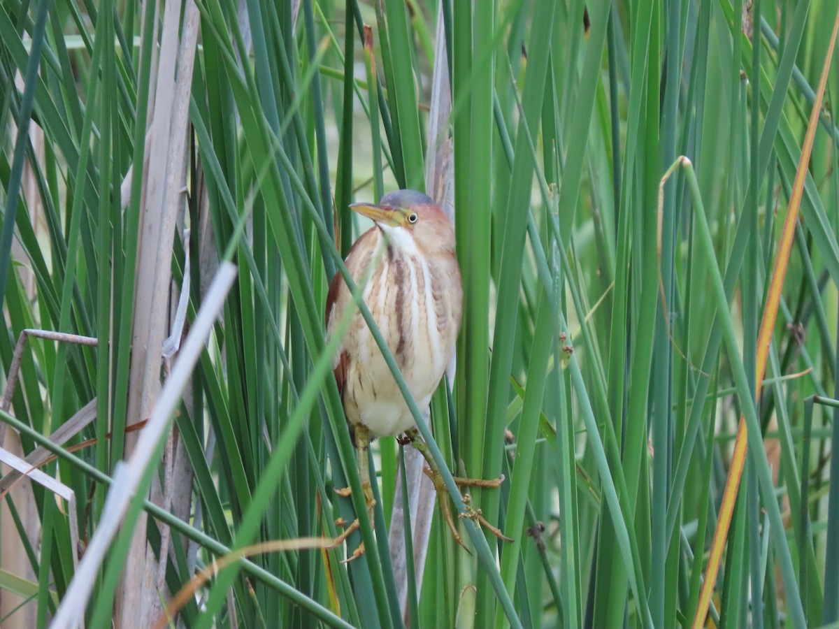 Least Bittern - Thomas Riley