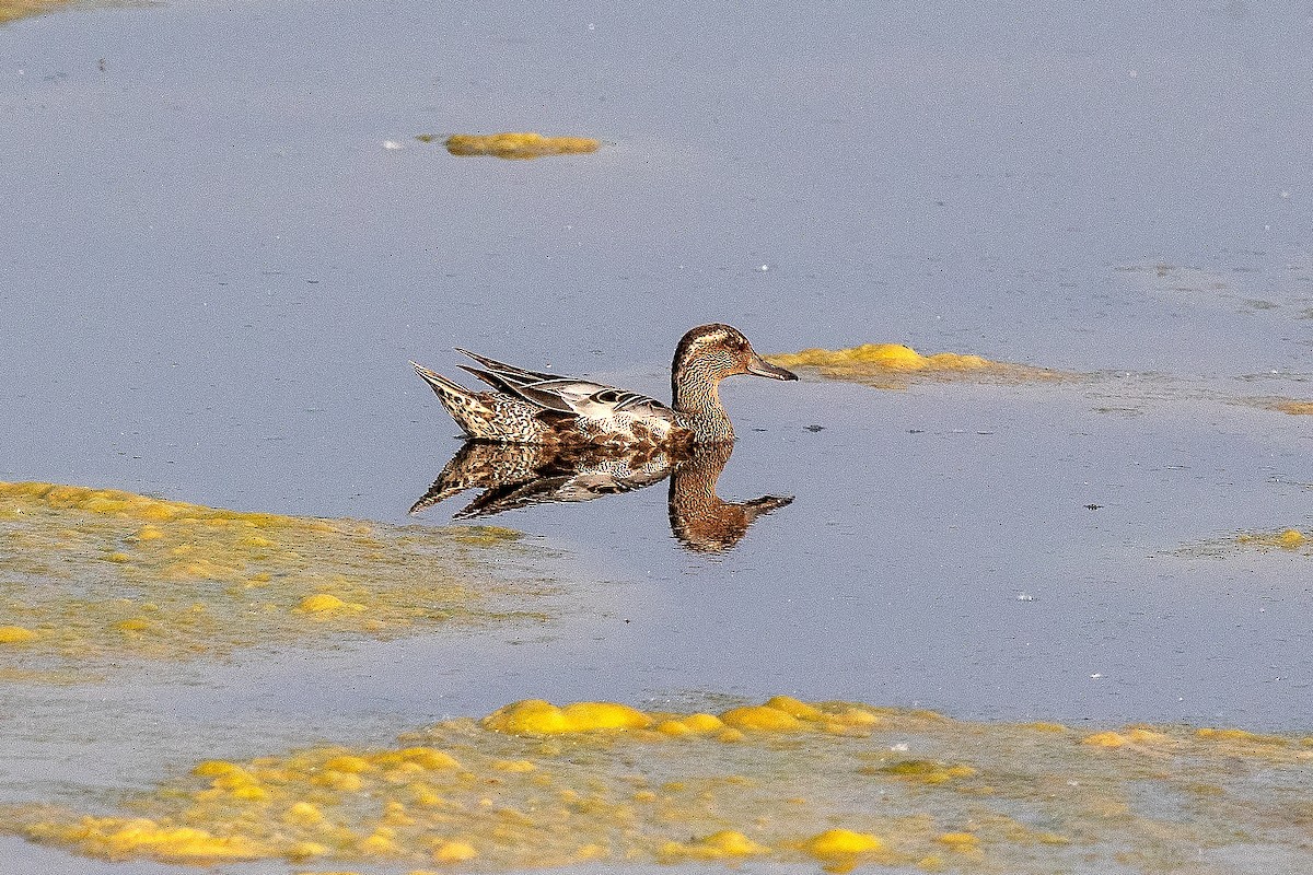 Garganey/Green-winged Teal - ML349782881