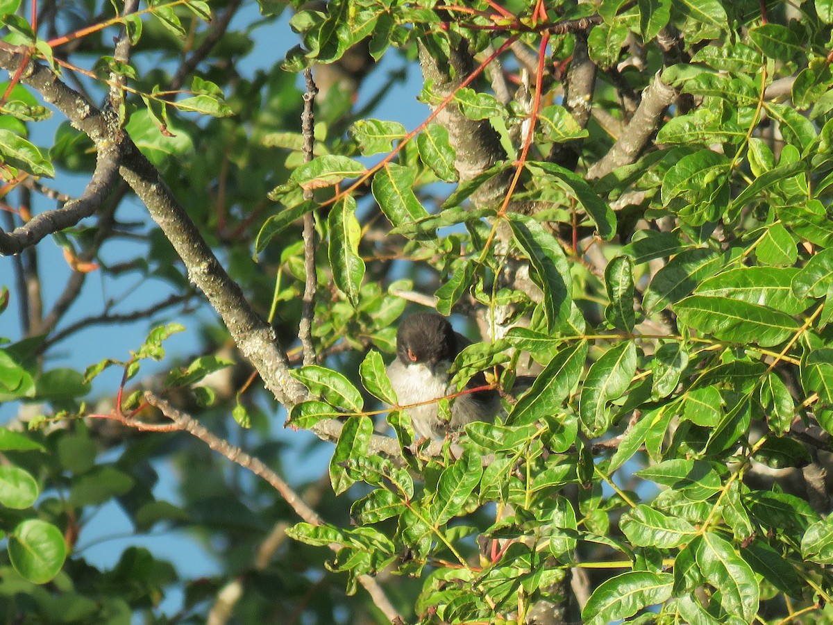 Sardinian Warbler - ML349784231
