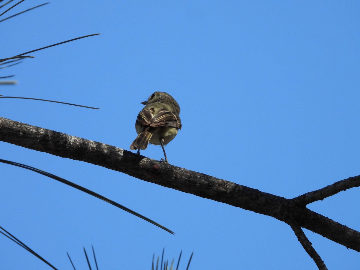 Hutton's Vireo - ML349784581