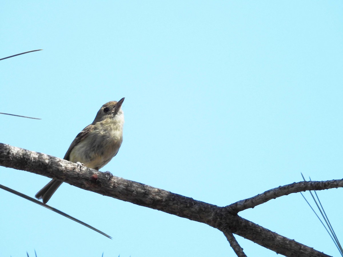 Hutton's Vireo - ML349784681