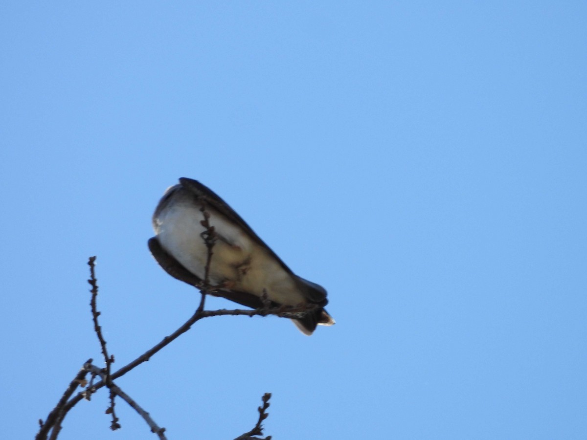 Northern Rough-winged Swallow - ML349784771