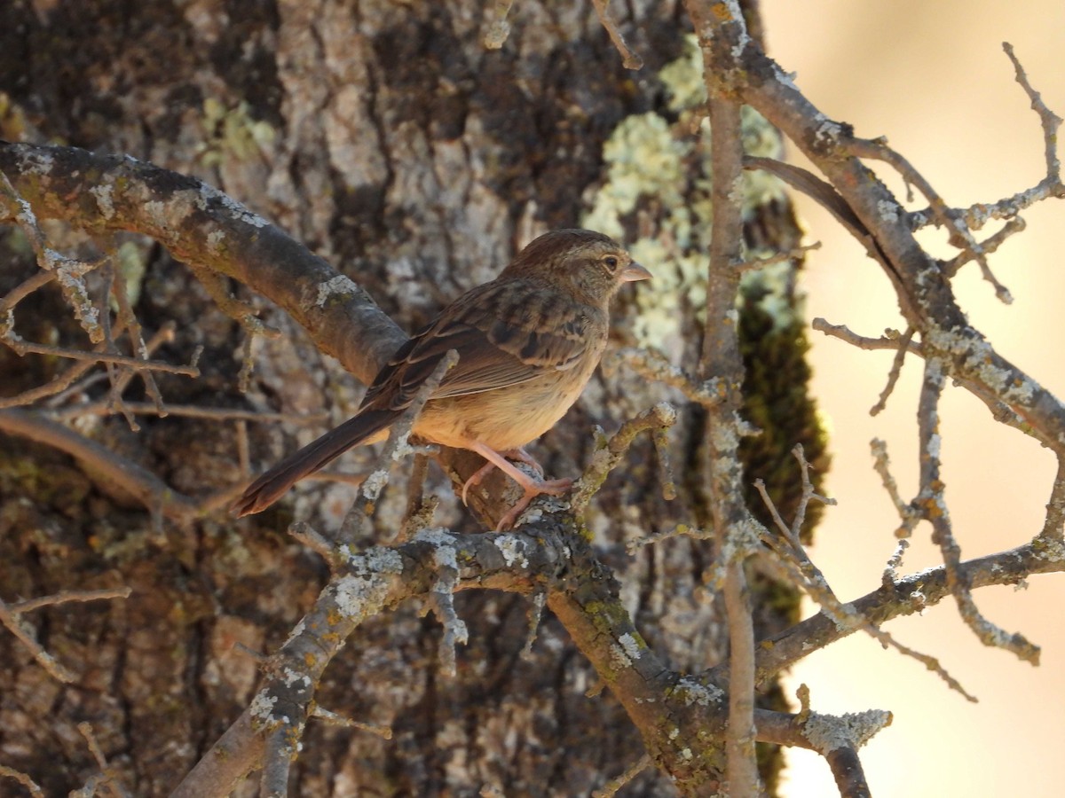 Rufous-crowned Sparrow - ML349784961