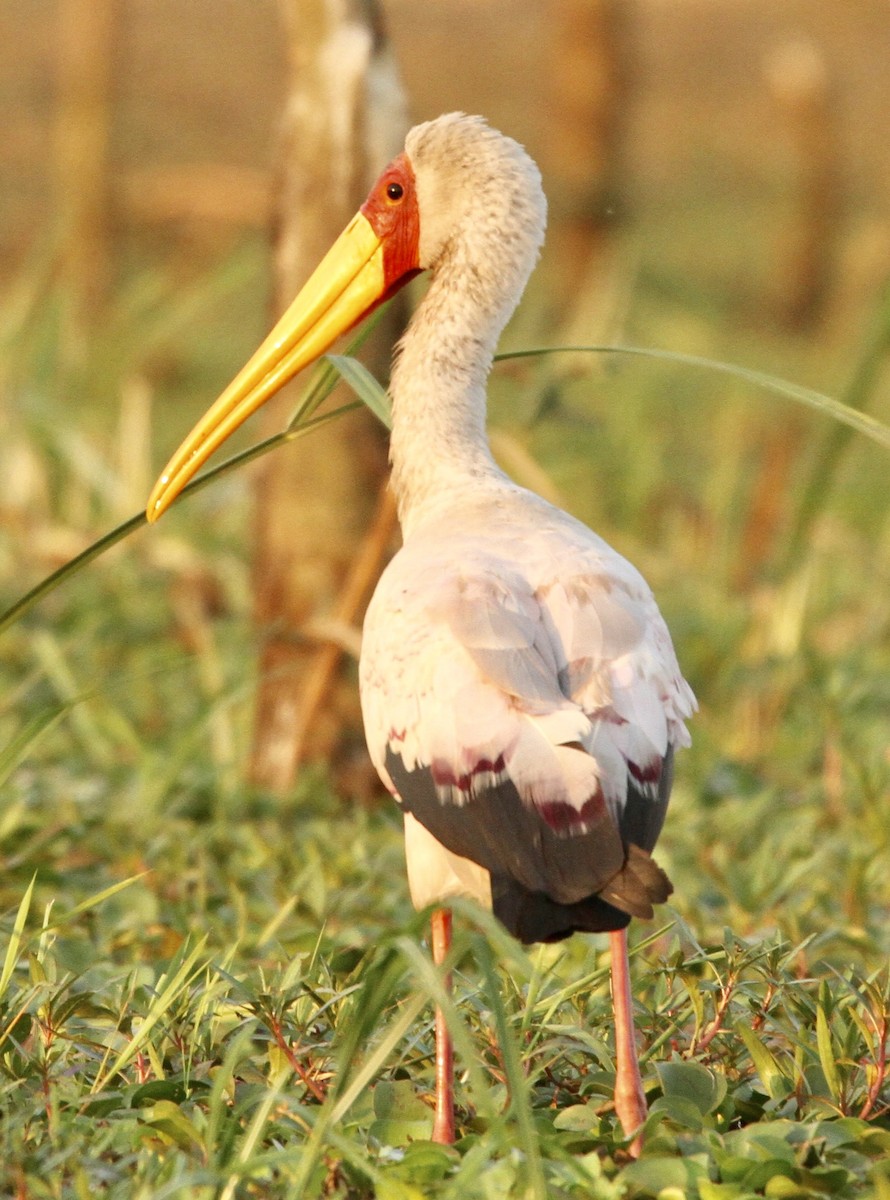 Yellow-billed Stork - ML349787511