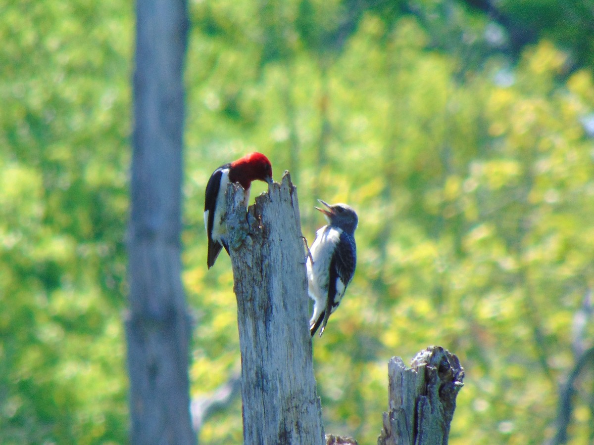 Red-headed Woodpecker - ML349788041