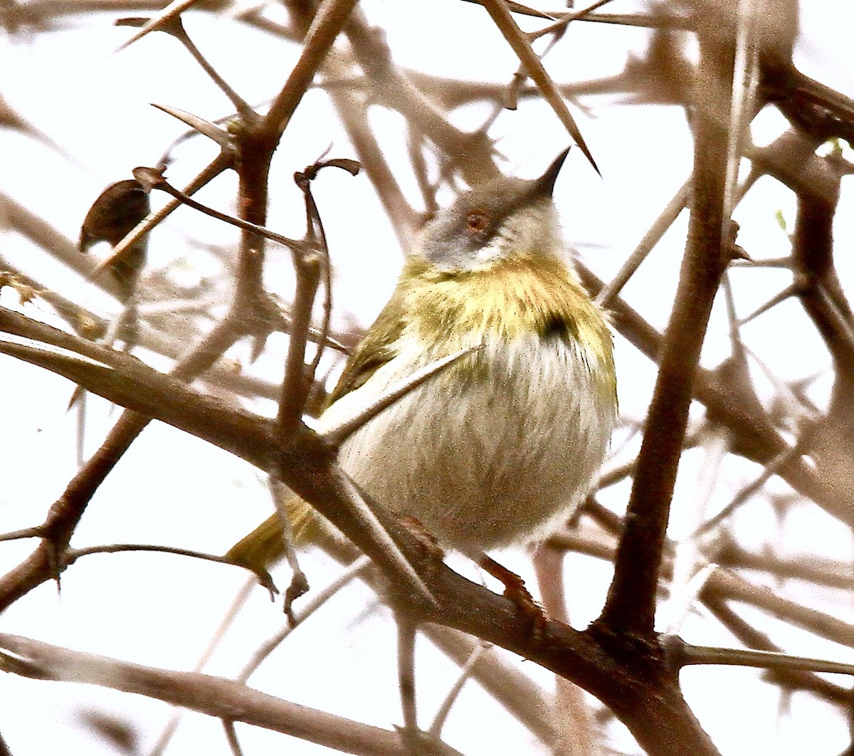 Yellow-breasted Apalis - Connie Lintz