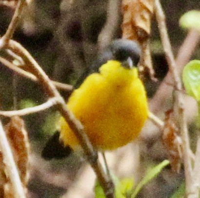 Yellow-breasted Boubou - ML349790321