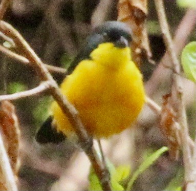 Yellow-breasted Boubou - Connie Lintz