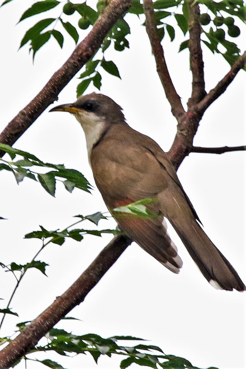 Yellow-billed Cuckoo - ML349791911