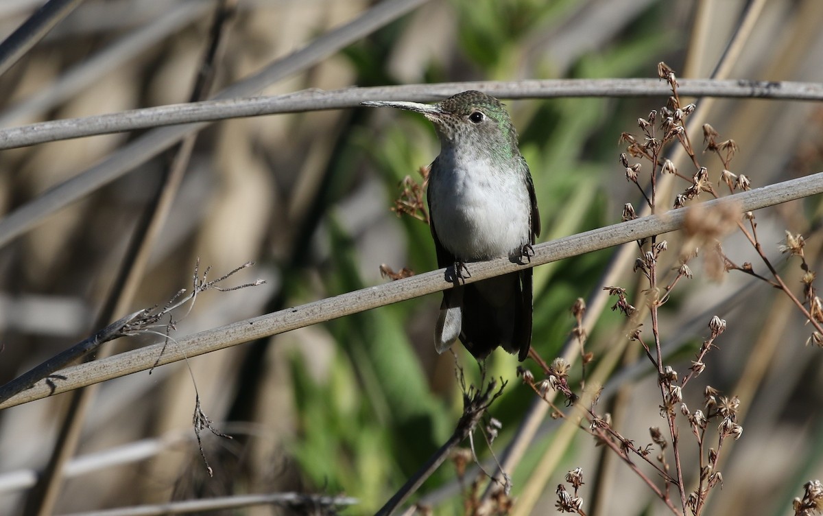 White-bellied Hummingbird - ML349792601