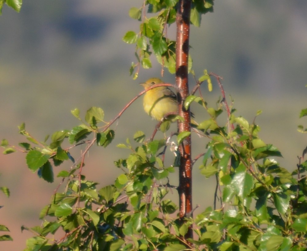 Western Tanager - ML349792621
