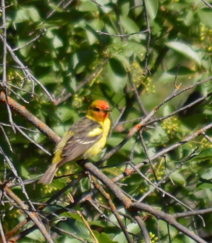 Western Tanager - ML349792631