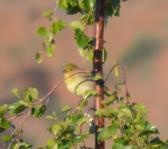 Western Tanager - ML349792641