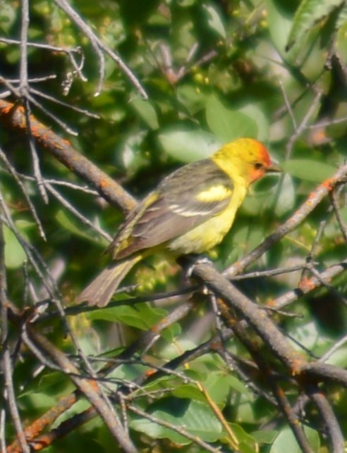 Western Tanager - ML349792651