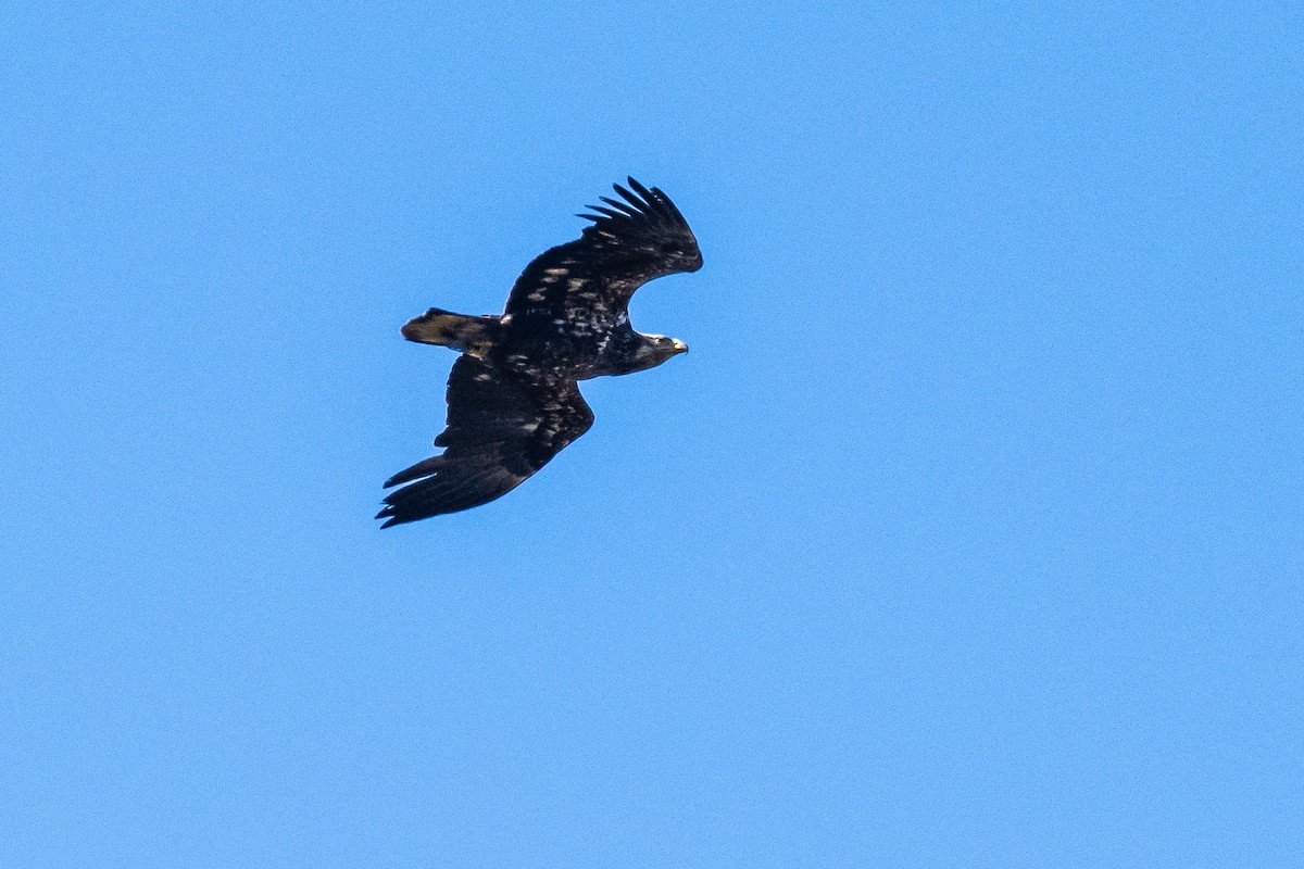 Bald Eagle - ML349793251