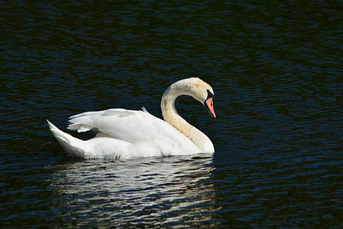 Mute Swan - ML349793261