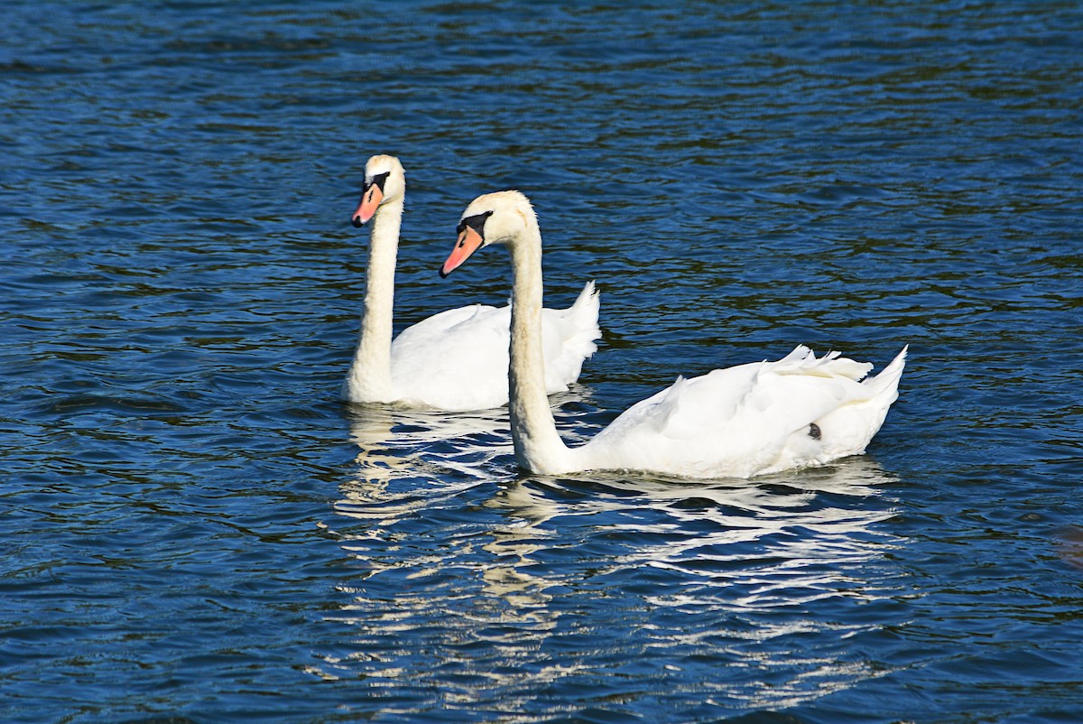 Mute Swan - ML349793371