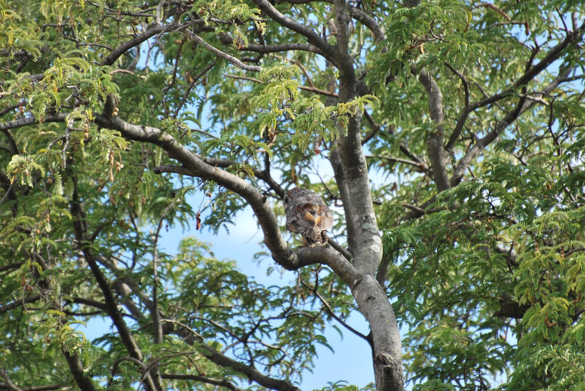 Mottled Wood-Owl - ML34979471