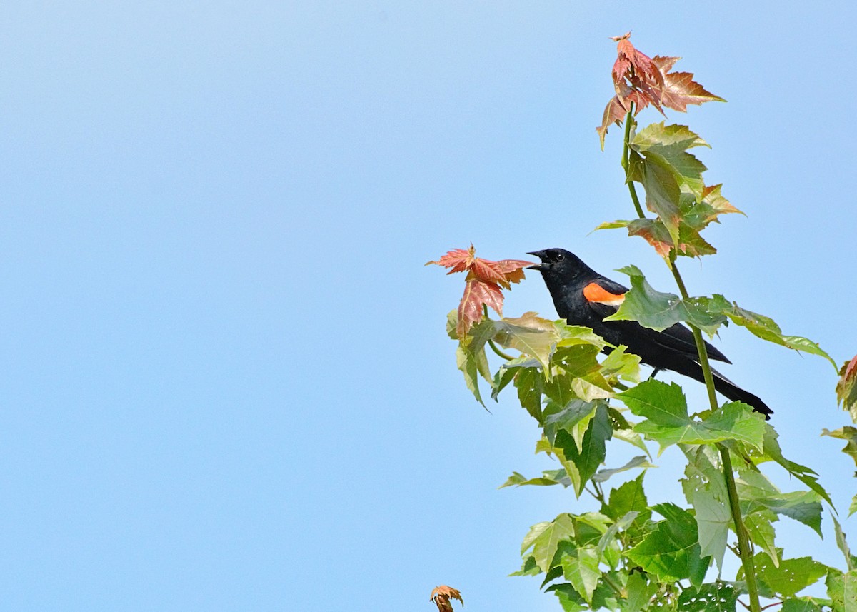 Red-winged Blackbird - ML349796201