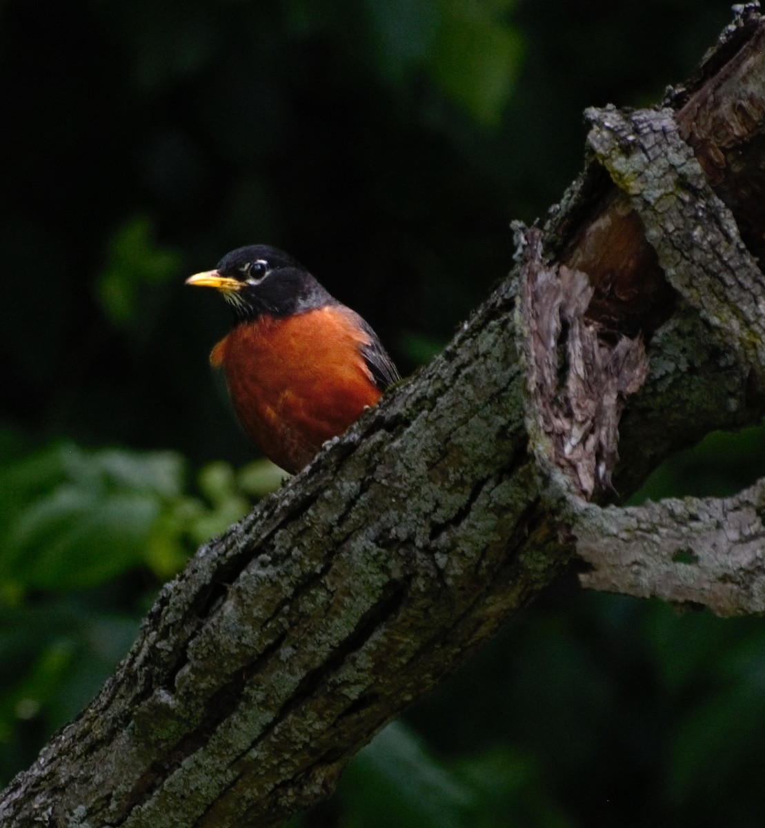 American Robin - ML349796231