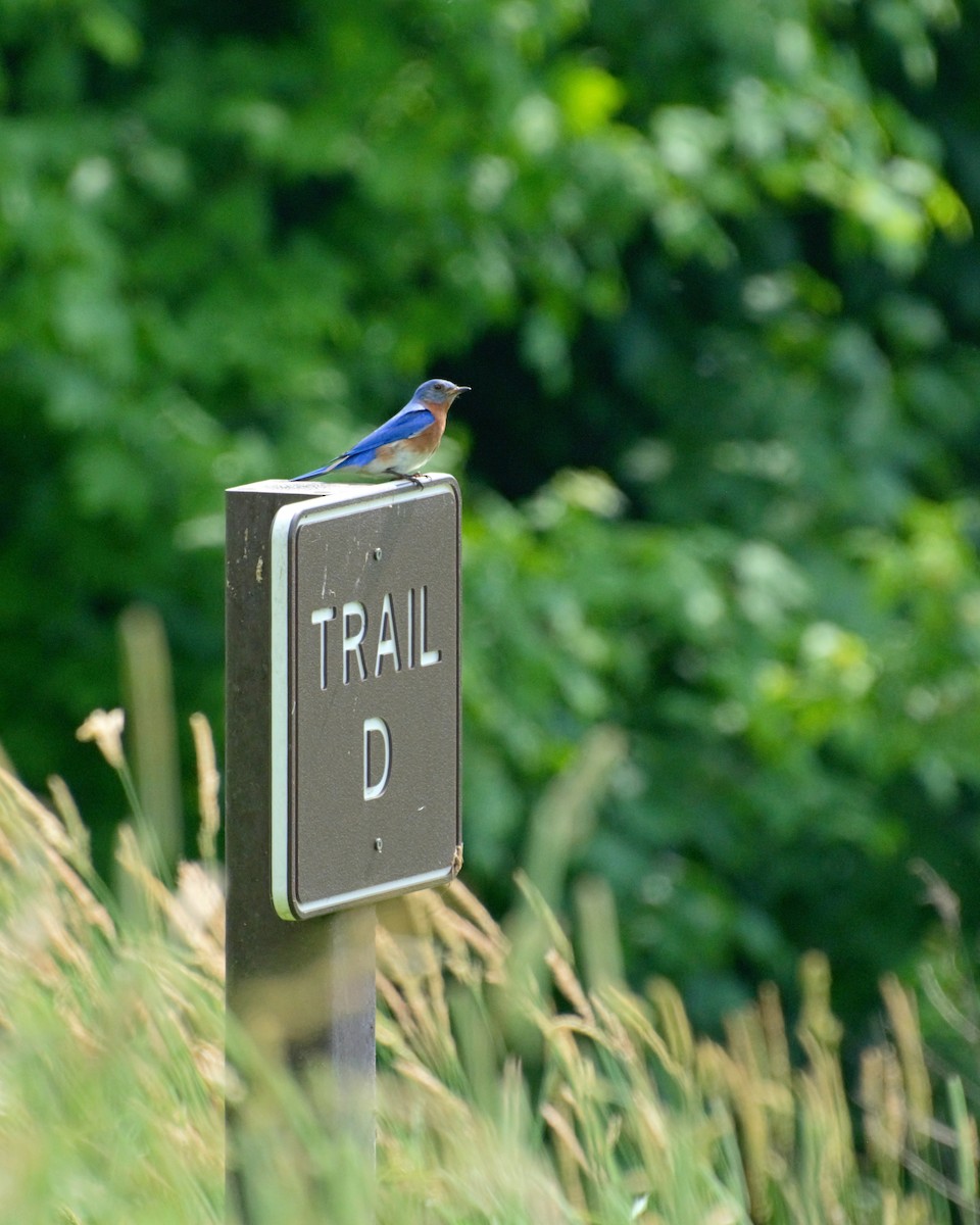 Eastern Bluebird - ML349796271