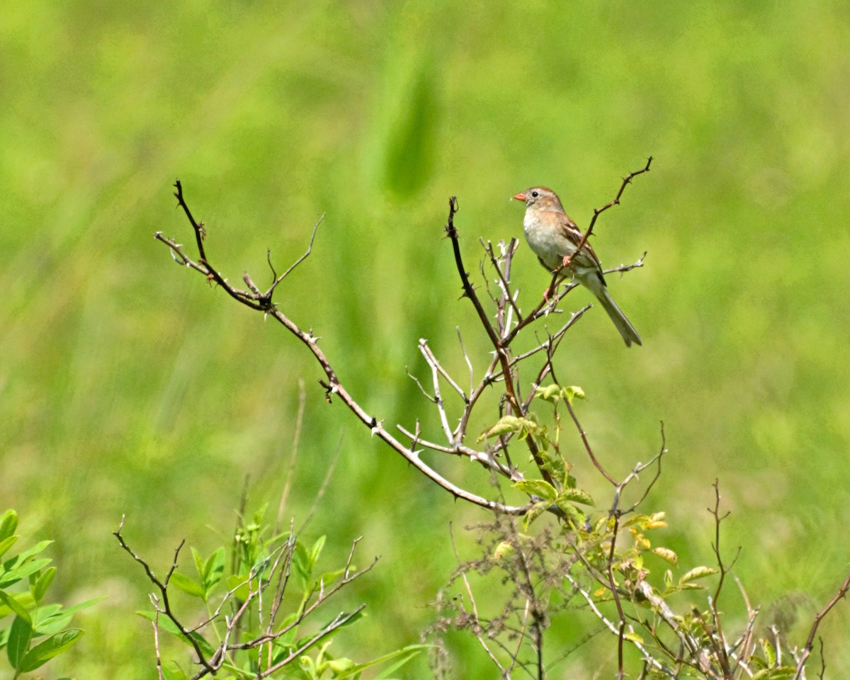 Field Sparrow - ML349796301