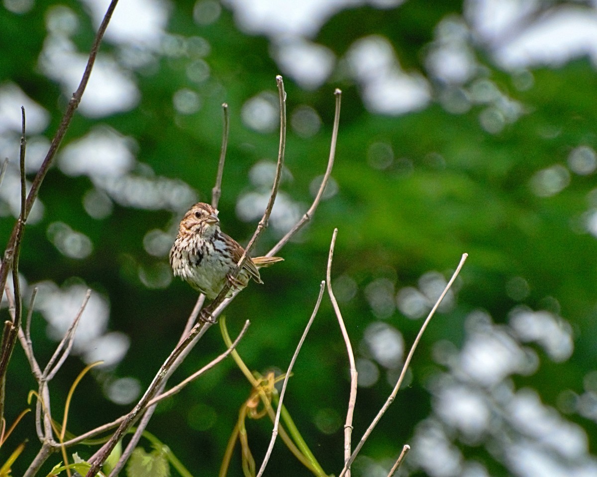 Song Sparrow - ML349796341