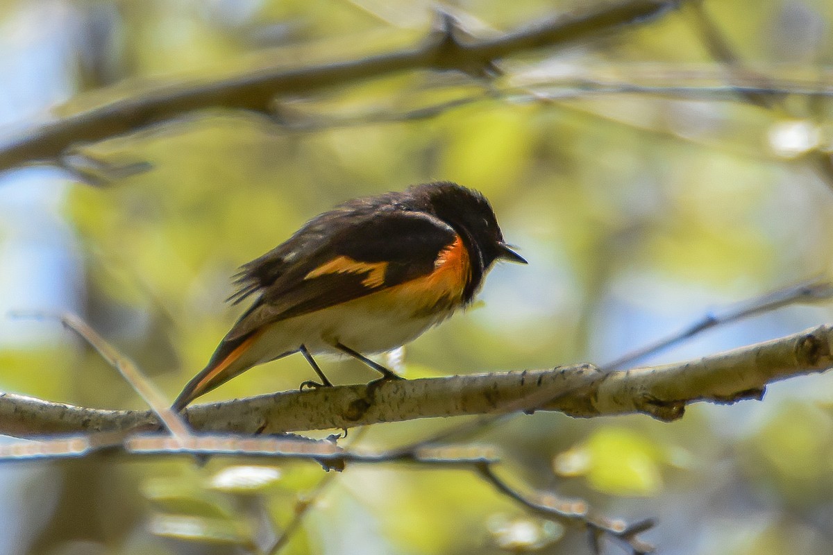 American Redstart - ML349796501