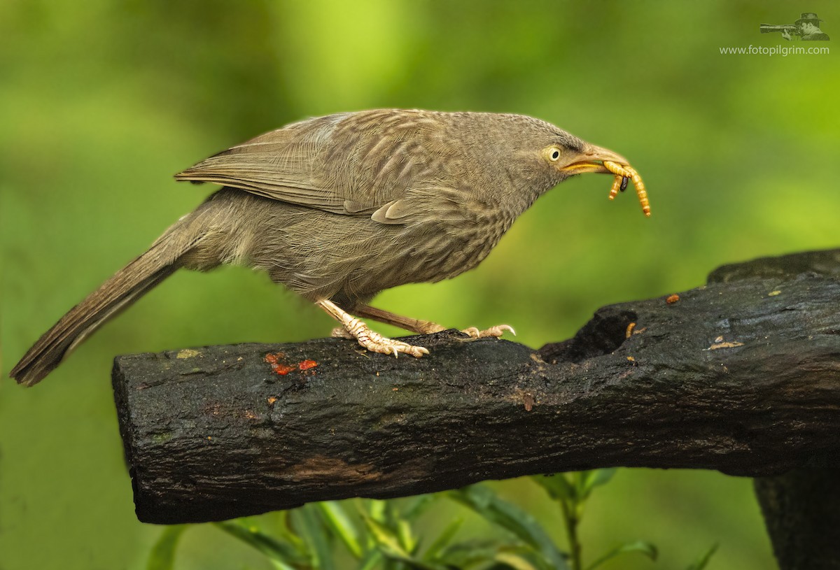 Jungle Babbler - ML349799271