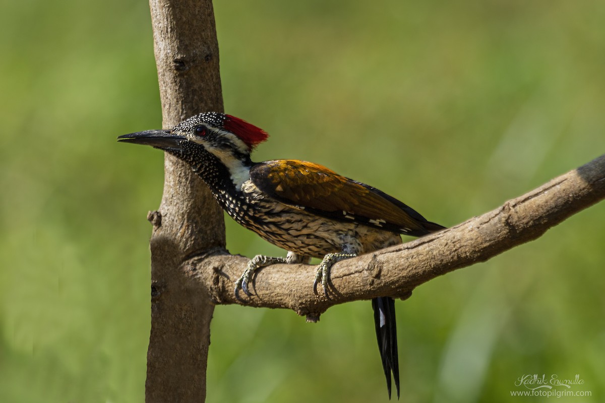 Black-rumped Flameback - ML349799391