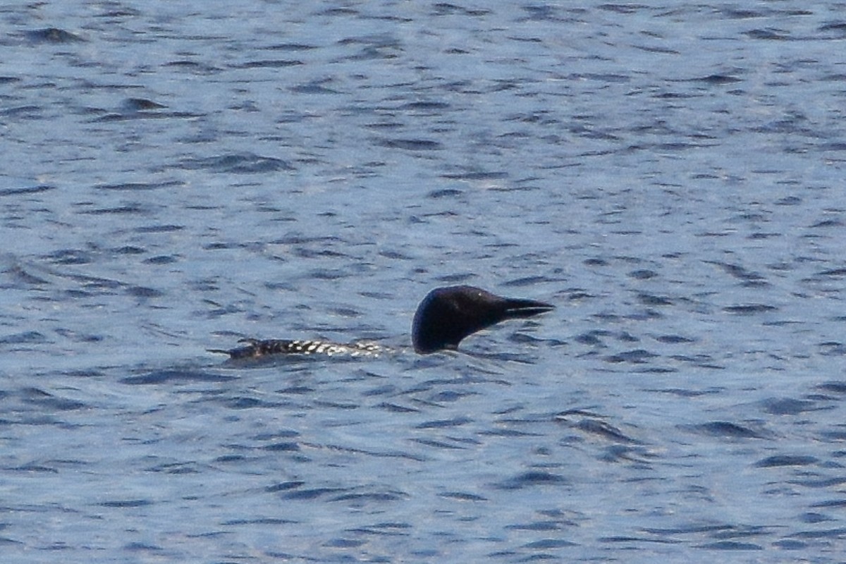 Common Loon - ML349801821