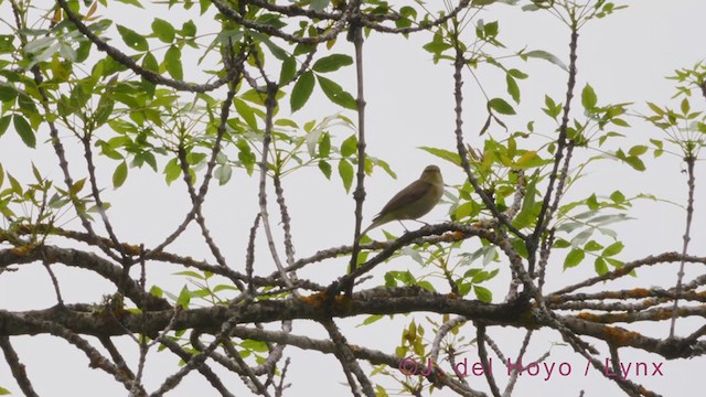 Iberian Chiffchaff - ML349802901