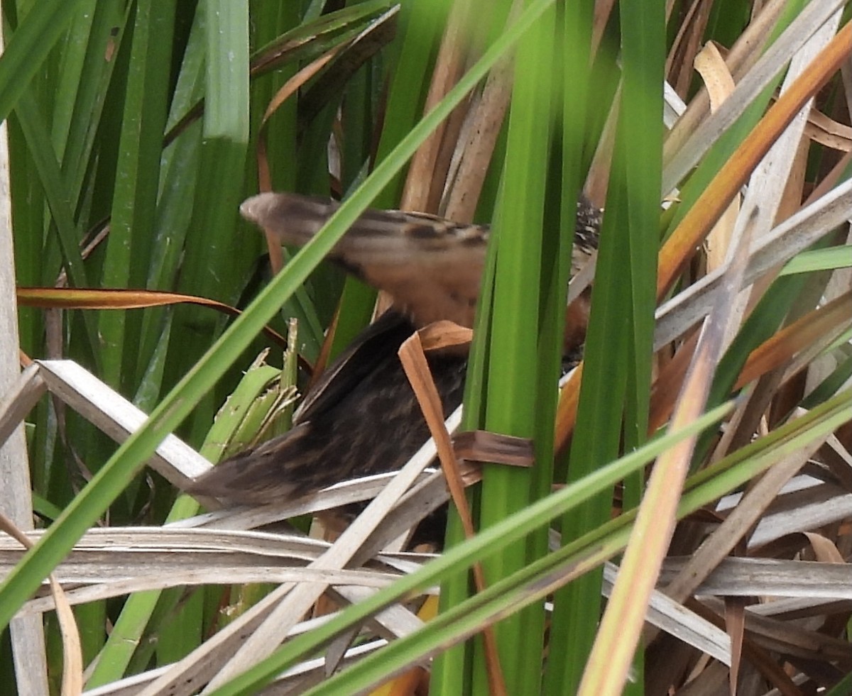 Virginia Rail - ML349805611