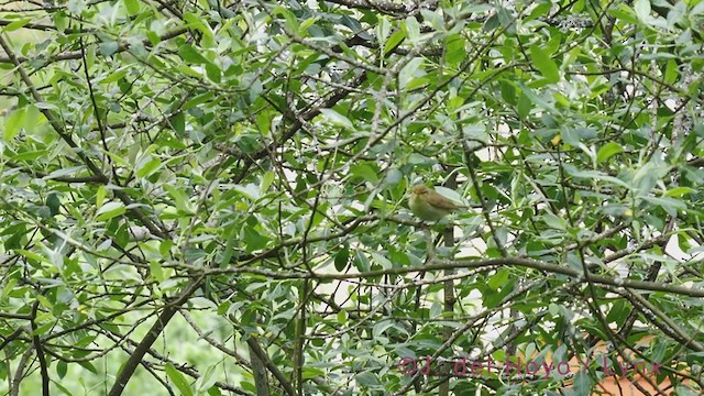 Iberian Chiffchaff - ML349806131