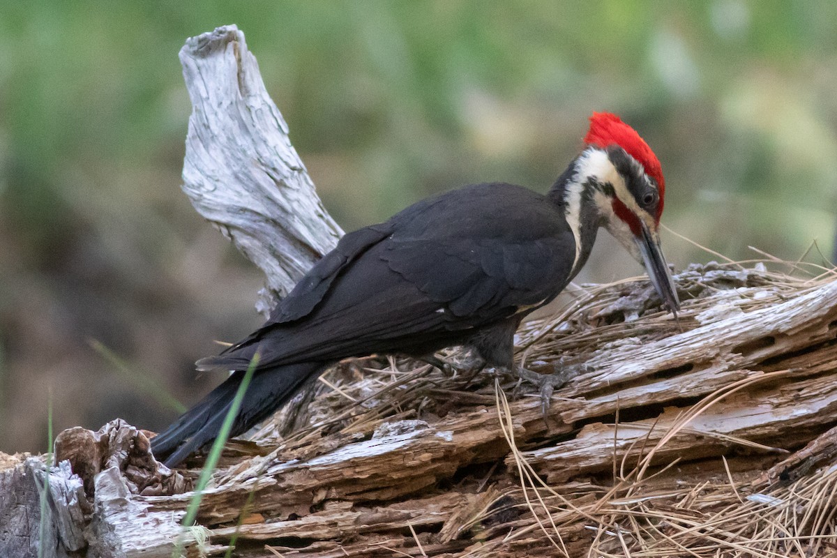 Pileated Woodpecker - ML349807191