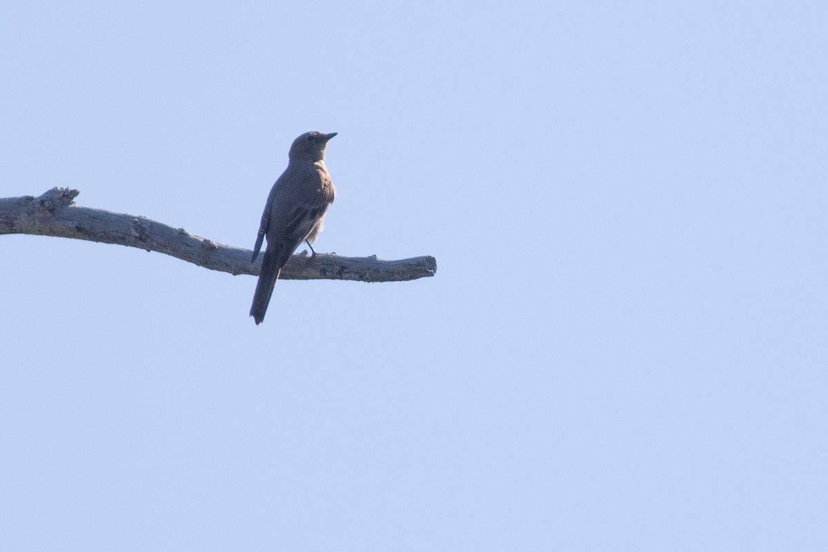 Townsend's Solitaire - ML349808301