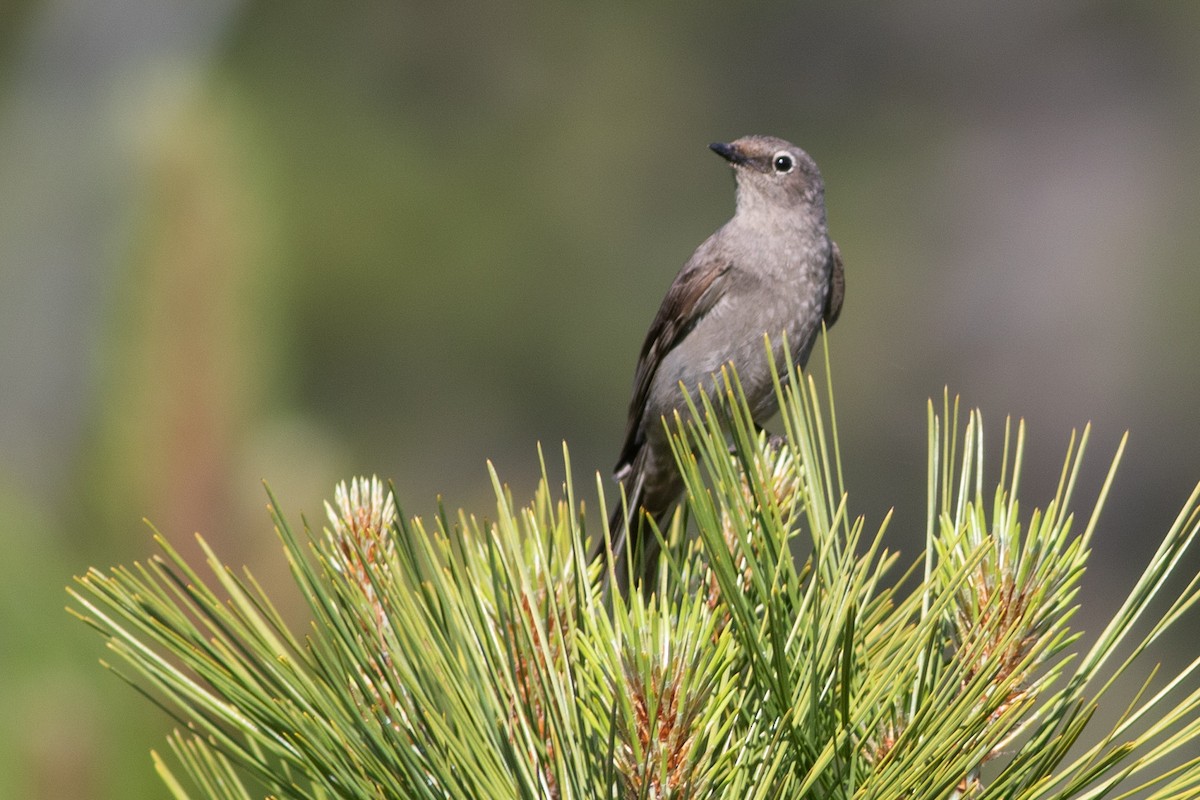 Townsend's Solitaire - ML349808311