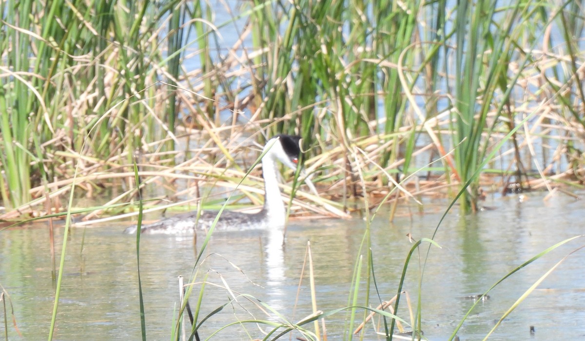 Western Grebe - ML349809761