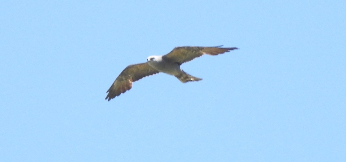 Mississippi Kite - ML349809801