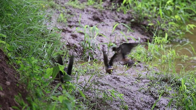 サンショクツバメ（pyrrhonota グループ） - ML349810641