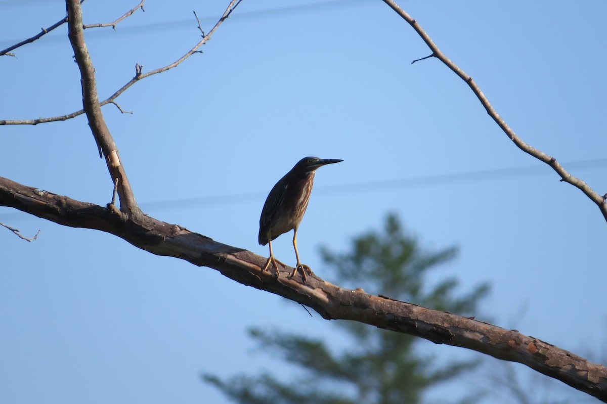 Green Heron - ML349811961