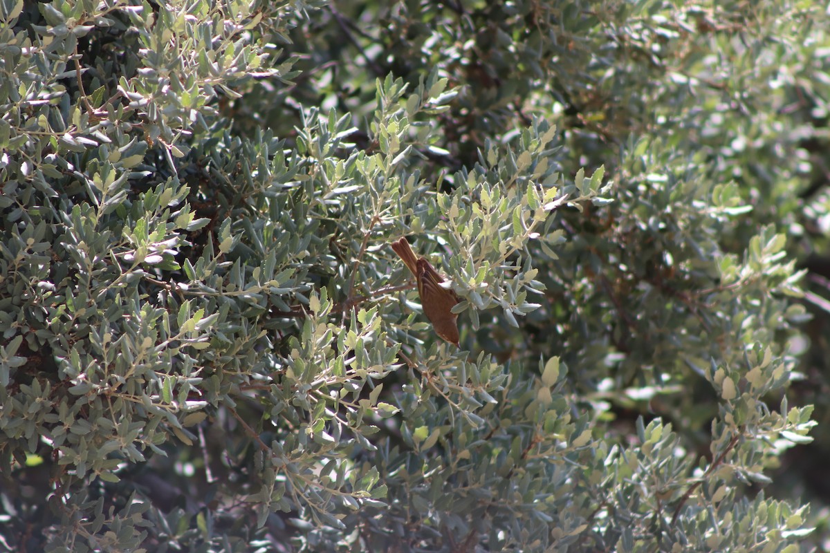 Western Bonelli's Warbler - ML349813401