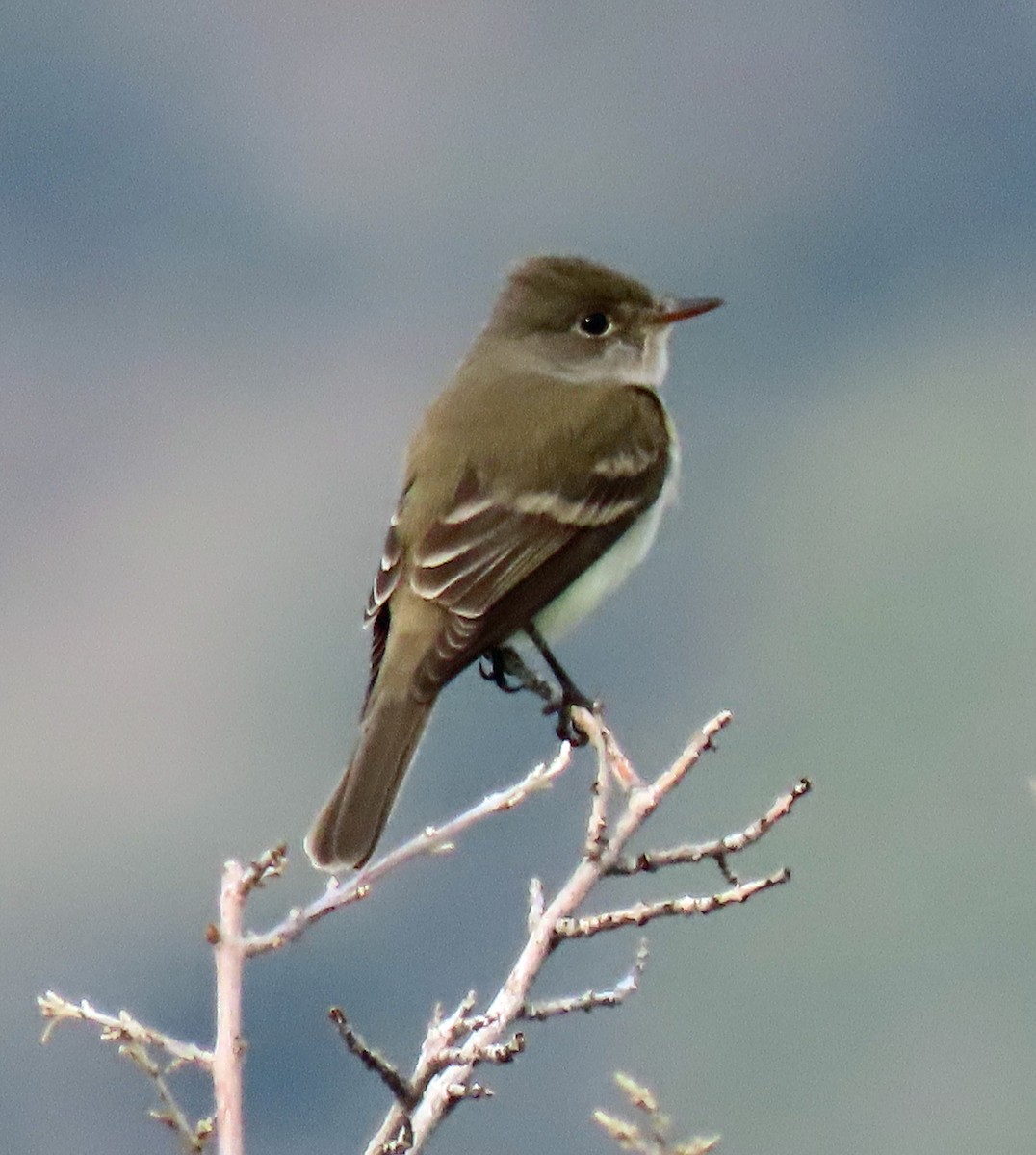 Willow Flycatcher - JoAnn Potter Riggle 🦤